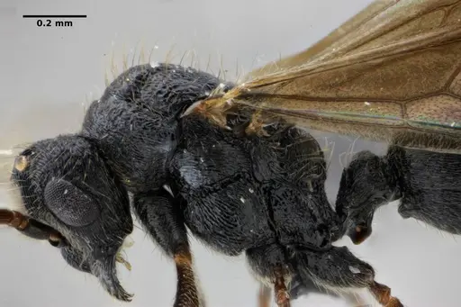 Holcoponera striatula specimen ANTWEB1032894 image antweb1032894_6