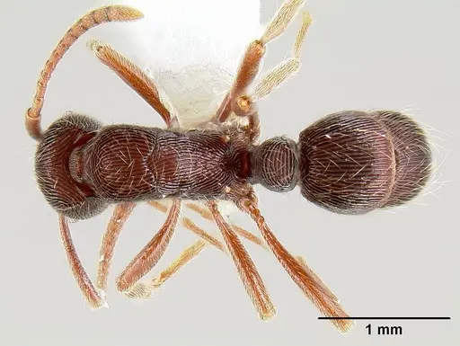 Holcoponera striatula specimen CASENT0106042 image casent0106042_1