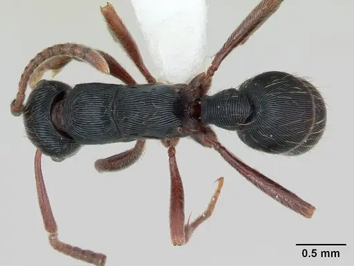 Holcoponera striatula specimen CASENT0173386 image casent0173386_1