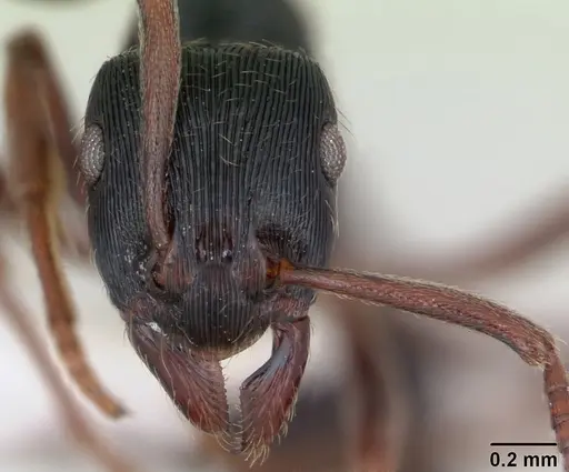 Holcoponera striatula specimen CASENT0173386 image casent0173386_2
