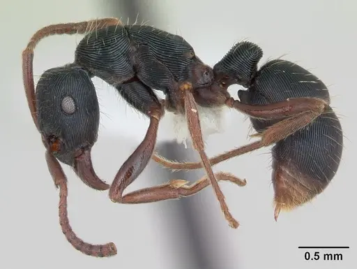 Holcoponera striatula specimen CASENT0173386 image casent0173386_3