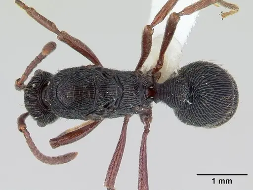 Holcoponera striatula specimen CASENT0178660 image casent0178660_1