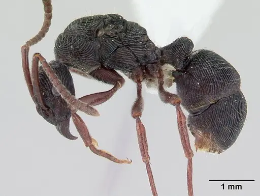 Holcoponera striatula specimen CASENT0178660 image casent0178660_3