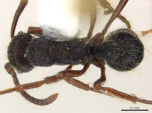 Holcoponera striatula specimen CASENT0179952 image casent0179952_2