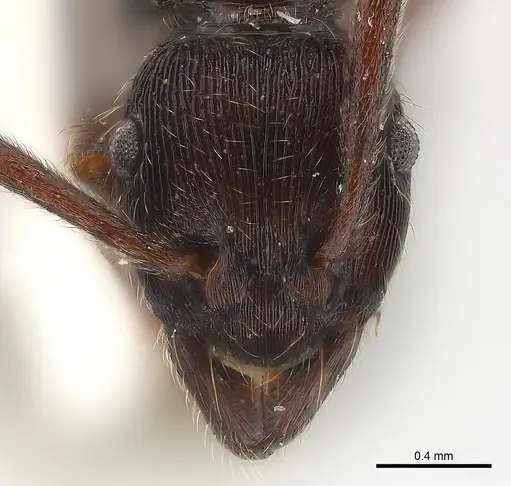 Holcoponera striatula specimen CASENT0179952 image casent0179952_3