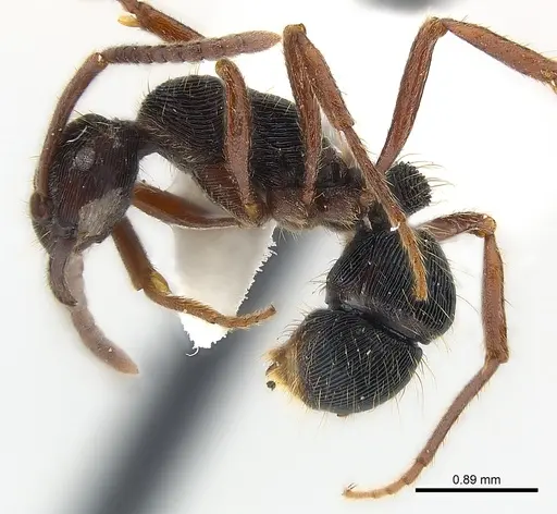 Holcoponera striatula specimen CASENT0179952 image casent0179952_5