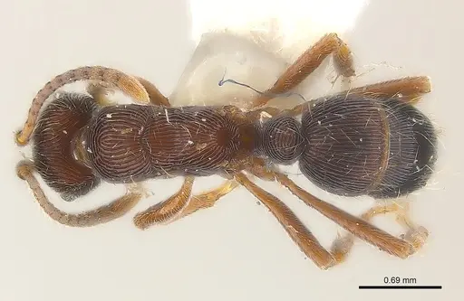 Holcoponera striatula specimen CASENT0179953 image casent0179953_1