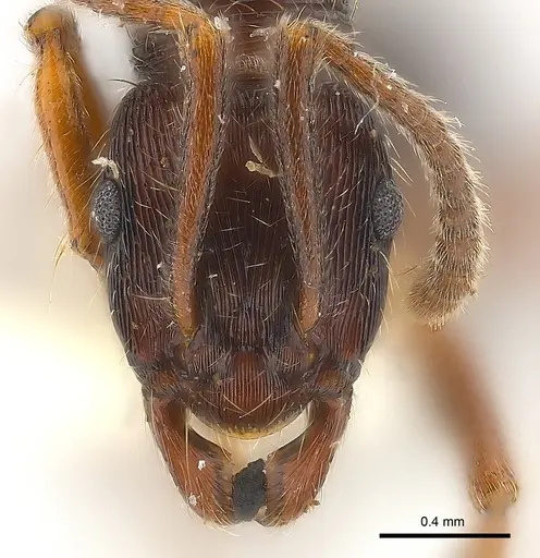 Holcoponera striatula specimen CASENT0179953 image casent0179953_2