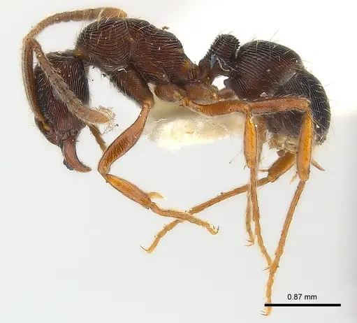 Holcoponera striatula specimen CASENT0179953 image casent0179953_4