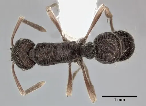 Holcoponera striatula specimen CASENT0246691 image casent0246691_1
