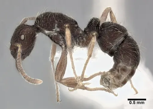 Holcoponera striatula specimen CASENT0246691 image casent0246691_3