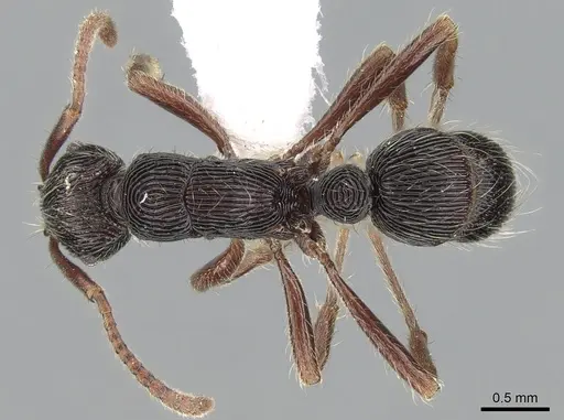 Holcoponera striatula specimen CASENT0281228 image casent0281228_1