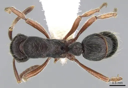 Holcoponera striatula specimen CASENT0281229 image casent0281229_1