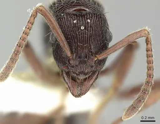 Holcoponera striatula specimen CASENT0619181 image casent0619181_2