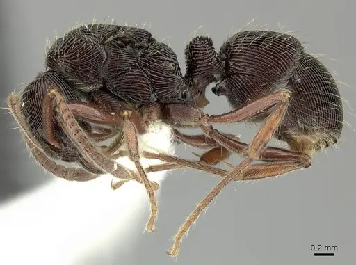 Holcoponera striatula specimen CASENT0619181 image casent0619181_3