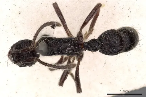 Holcoponera striatula specimen CASENT0900551 image casent0900551_1