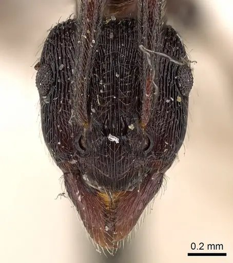 Holcoponera striatula specimen CASENT0900551 image casent0900551_2