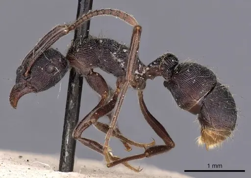 Holcoponera striatula specimen CASENT0900551 image casent0900551_3