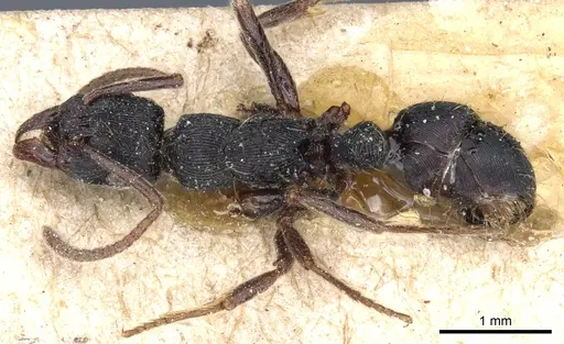 Holcoponera striatula specimen CASENT0903834 image casent0903834_1