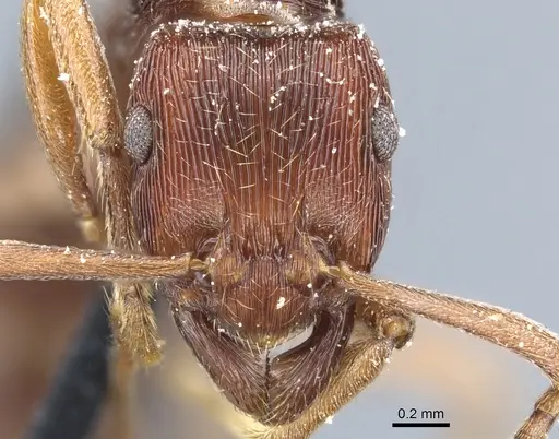 Holcoponera striatula specimen CASENT0903837 image casent0903837_2