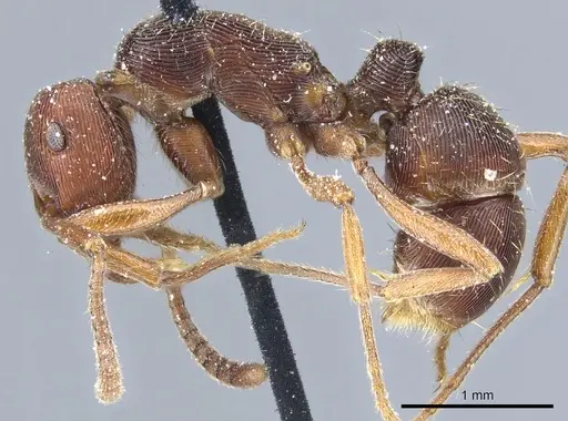 Holcoponera striatula specimen CASENT0903837 image casent0903837_3