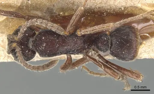 Holcoponera striatula specimen CASENT0903839 image casent0903839_1