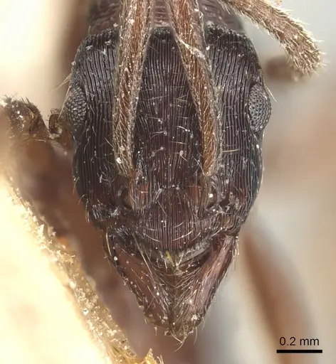 Holcoponera striatula specimen CASENT0903839 image casent0903839_2