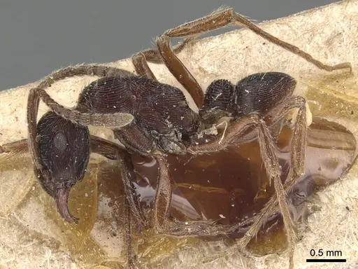 Holcoponera striatula specimen CASENT0903839 image casent0903839_3