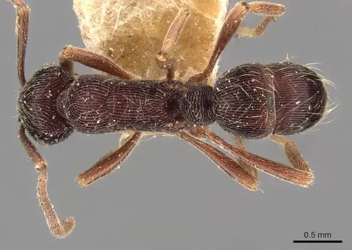Holcoponera striatula specimen CASENT0907168 image casent0907168_1
