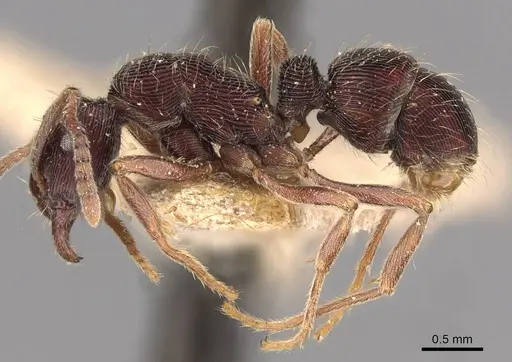 Holcoponera striatula specimen CASENT0907168 image casent0907168_3