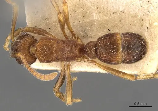 Holcoponera striatula specimen CASENT0907169 image casent0907169_1