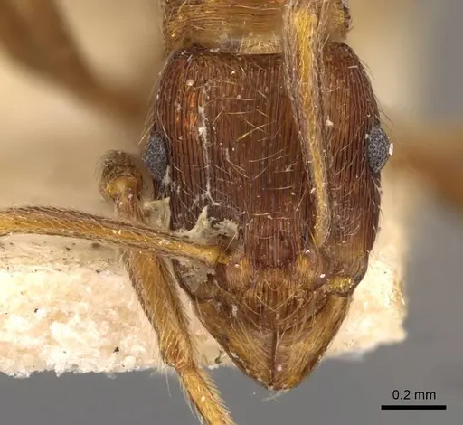 Holcoponera striatula specimen CASENT0907169 image casent0907169_2