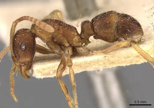 Holcoponera striatula specimen CASENT0907169 image casent0907169_3