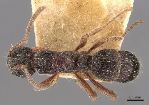 Holcoponera striatula specimen CASENT0907170 image casent0907170_1