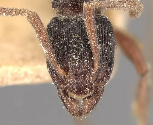 Holcoponera striatula specimen CASENT0907170 image casent0907170_2