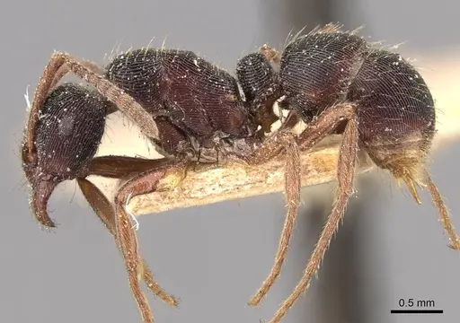 Holcoponera striatula specimen CASENT0907170 image casent0907170_3