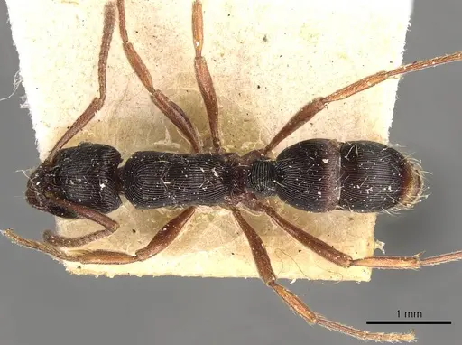 Holcoponera striatula specimen CASENT0907174 image casent0907174_1