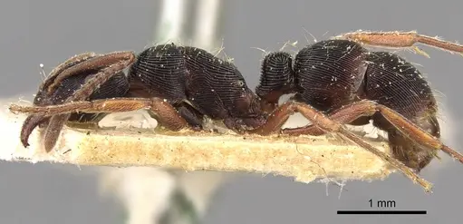 Holcoponera striatula specimen CASENT0907174 image casent0907174_3