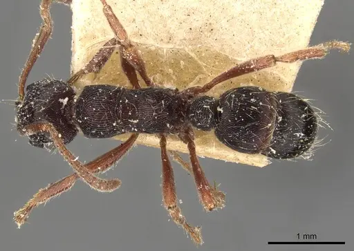 Holcoponera striatula specimen CASENT0907175 image casent0907175_1