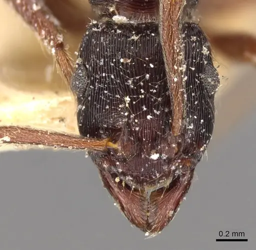 Holcoponera striatula specimen CASENT0907175 image casent0907175_2