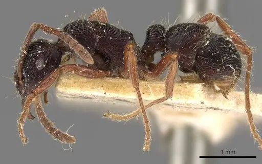 Holcoponera striatula specimen CASENT0907175 image casent0907175_3