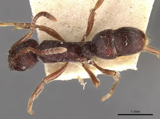 Holcoponera striatula specimen CASENT0907176 image casent0907176_1