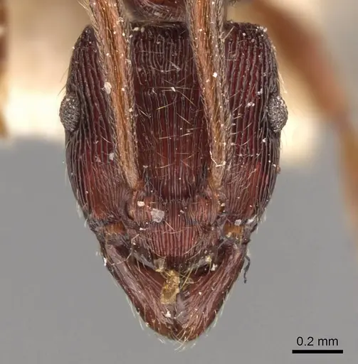 Holcoponera striatula specimen CASENT0907176 image casent0907176_2