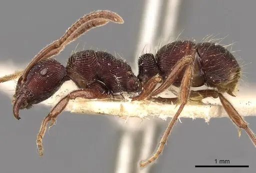 Holcoponera striatula specimen CASENT0907176 image casent0907176_3