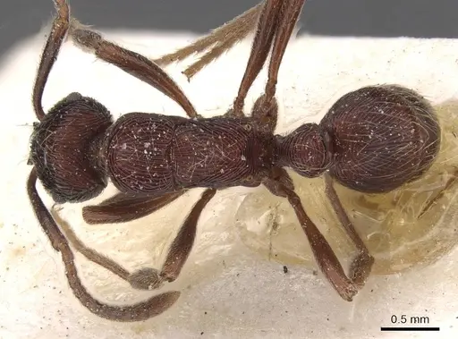 Holcoponera striatula specimen CASENT0915110 image casent0915110_1