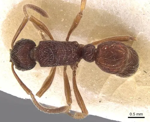 Holcoponera striatula specimen CASENT0915111 image casent0915111_1
