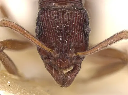 Holcoponera striatula specimen CASENT0915111 image casent0915111_2