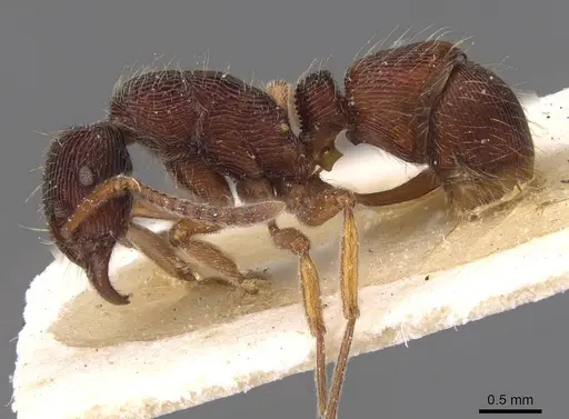 Holcoponera striatula specimen CASENT0915111 image casent0915111_3