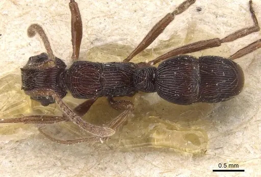 Holcoponera striatula specimen CASENT0915120 image casent0915120_1