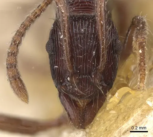 Holcoponera striatula specimen CASENT0915120 image casent0915120_2